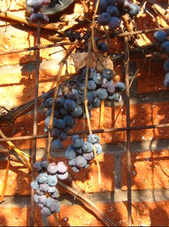 Vindruvor klättrar gärna på armeringsnät