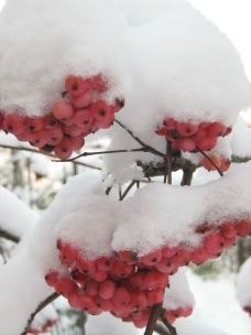 Rosa rönnbär med
                                snötäcke